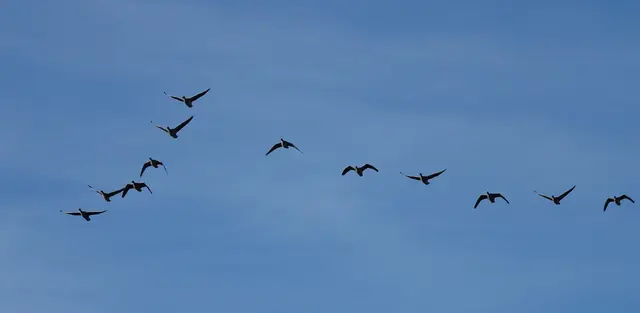 Für die Graugänse und den Fotografen ist der Ausflug beendet