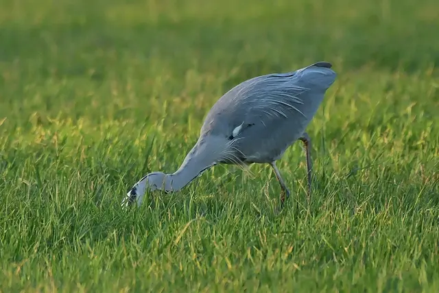 Foto: Copyright Andreas Schäfer