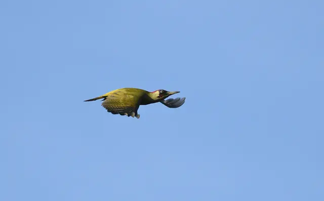 Foto: Copyright Andreas Schäfer