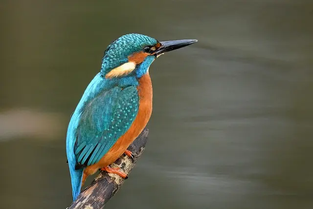 Foto: Copyright Andreas Schäfer