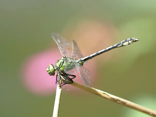 Foto: Anita Dieminger