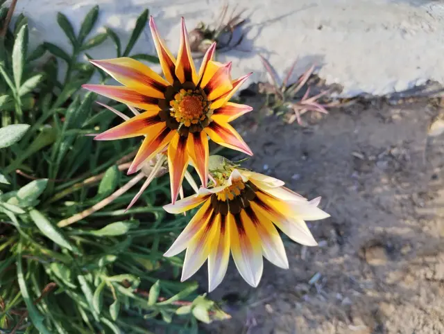 Gazanien oder Mittagsgoldblumen.
