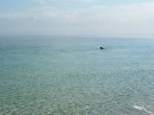 Ein Taucher mit Neoprenanzug, Flossen und einem etwa 1 Meter langen Schnorchel auf Tintenfischjagd.
