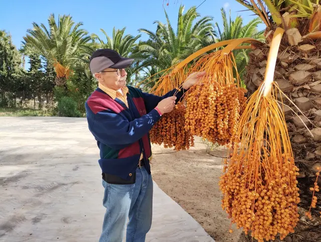 Die Dattelpalme hat eine schwere Last zu tragen.
