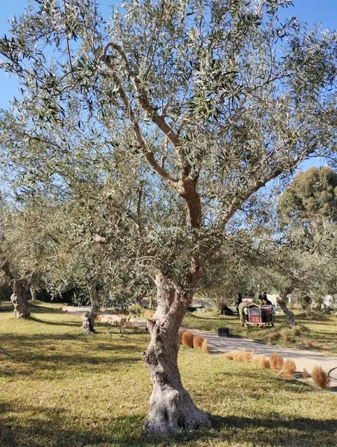 Auf dem weitläufigen Gelände des Hotels ernten  zwei Arbeiter Oliven.
