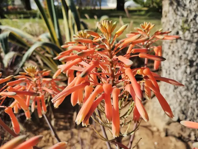 Curacao-Aloe.
