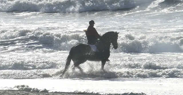 UNTERWEGS MIT EINEM 
Nicole - 1 Punkt - Reittier