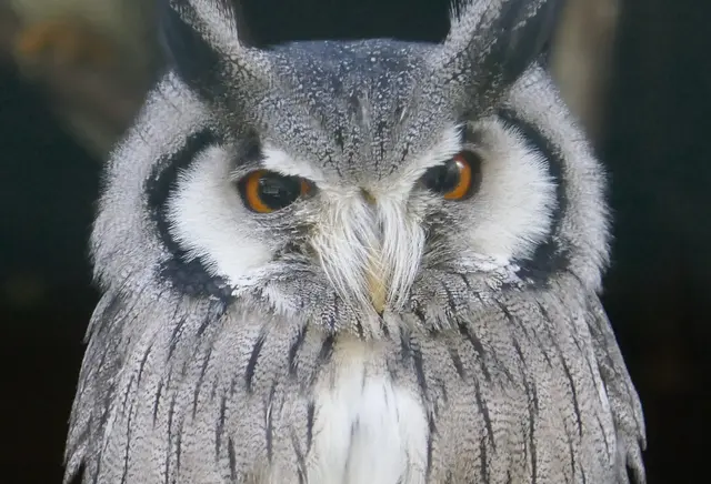 Iris - 1 Punkt - Uhu