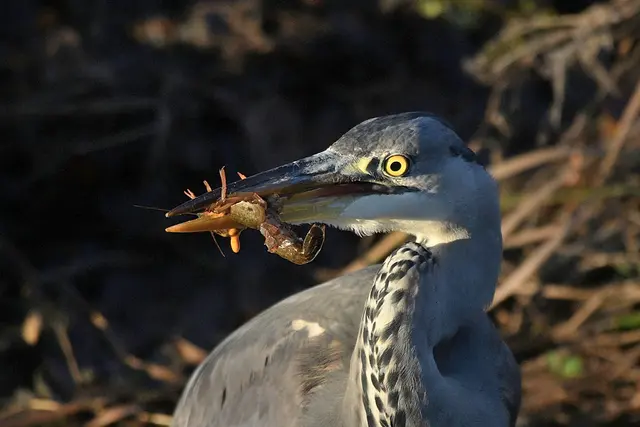 Foto: Copyright Andreas Schäfer