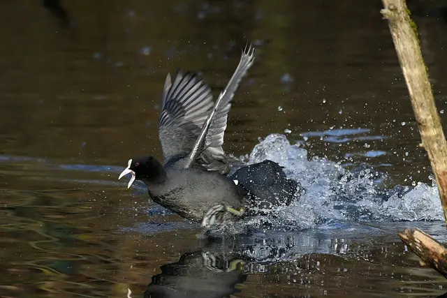 Foto: Copyright Andreas Schäfer