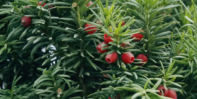 Der Name "Taxus baccata" stammt aus dem Lateinischen und Griechischen: "Taxus" geht auf das griechische Wort "toxon" = Bogen zurück, da das Holz der Eibe ideal für den Bogen- und Armbrustbau war, "baccata" bedeutet "beerentragend". 