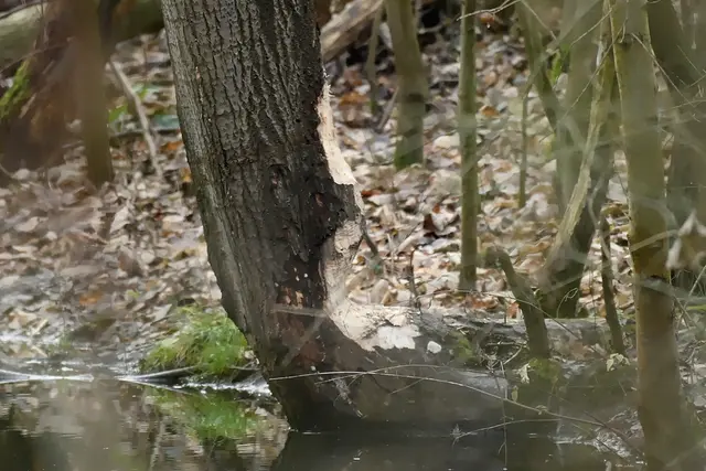 Foto: Copyright Andreas Schäfer