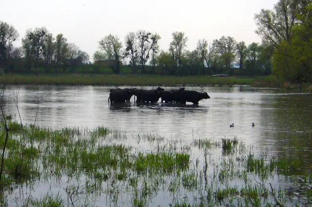 Angrenzende Felder mussten sogar aufgegeben werden. Da fühlen sich nun aber Wasserbüffel wohl.