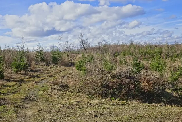 hier entsteht mit den  angepflanzten Douglasien ein naturnaher Wald