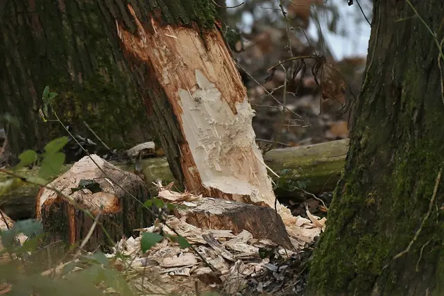 Foto: Copyright Andreas Schäfer