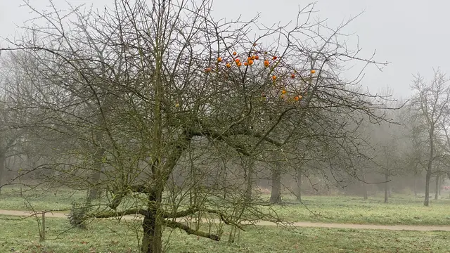 Auf der Streuobstwiesen hängen alte Äpfel an den kahlen Zweigen. Foto: Helmut Kuzina