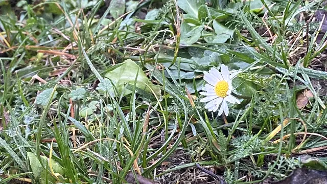 Auf der Mähwiese zeigt sich hier und da ein Gänseblümchen. Foto: Helmut Kuzina