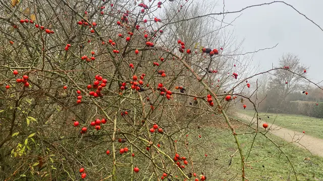 In der Feldhecke leuchten ein paar Hagebutten. Foto: Helmut Kuzina 