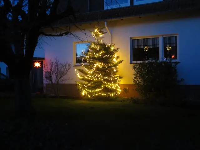 Leuchtende Tanne. | Foto: Das sind meine Bilder