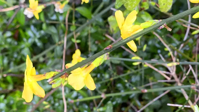 An einer wettergeschützten Wand blüht der Winterjasmin. Foto: Helmut Kuzina