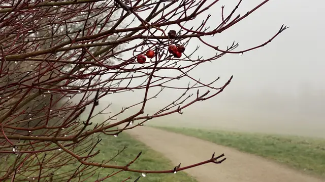 Von den Zweigen des Weißdornstrauchs tropft es ununterbrochen. Foto: Helmut Kuzina