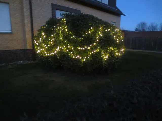 Ein schön geschmückter Busch | Foto: Das sind meine Bilder