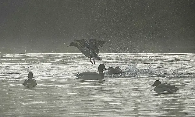 Fast geisterhafte Stimmung bei der Ankunft am Weiher