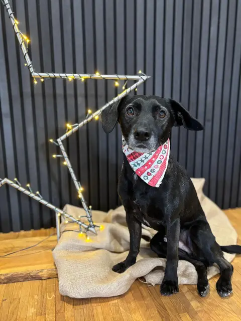 Blacky | Foto: privat