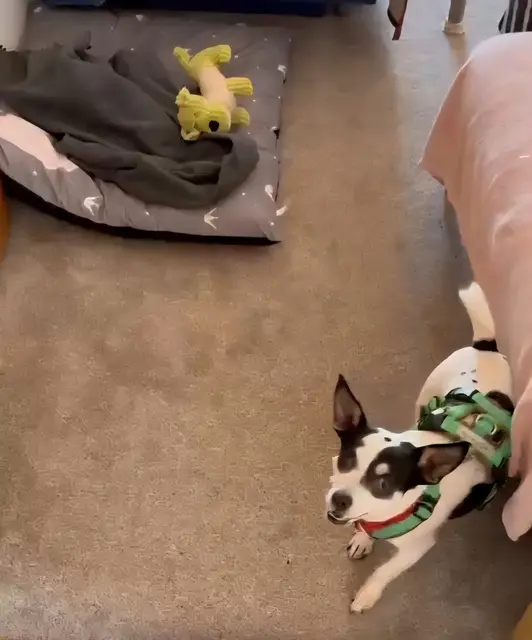 Bonny | Foto: privat