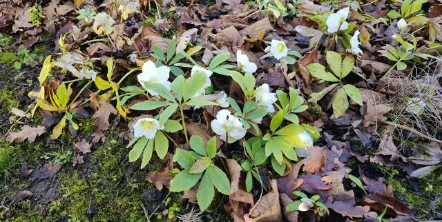 Die 'Christrose' (Helleborus niger), auch 'Schneerose' oder 'Schwarze Nieswurz' genannt.