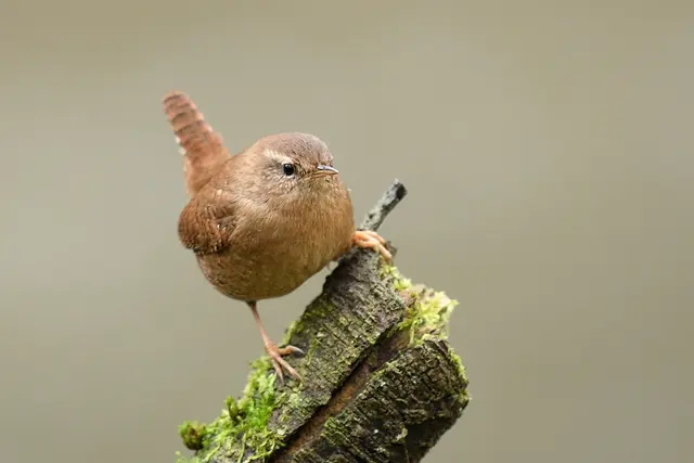 Foto: Copyright Andreas Schäfer