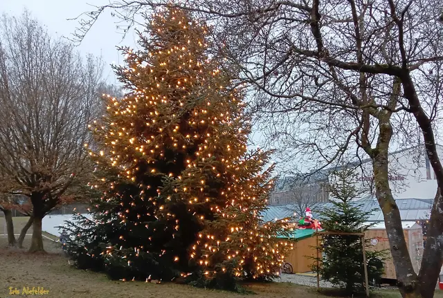 Ein wunderschöner Weihnachtsbaum oberhalb vom Rathausplatz in Diedorf. | Foto: Iris Alefelder