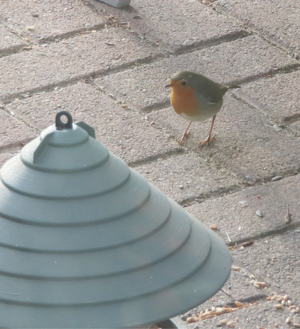 Ausschnitt aus dem Original-Foto. | Foto: M. A.