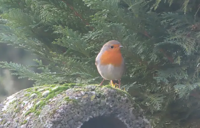 Ausschnitt aus dem Original-Foto. | Foto: M. A.