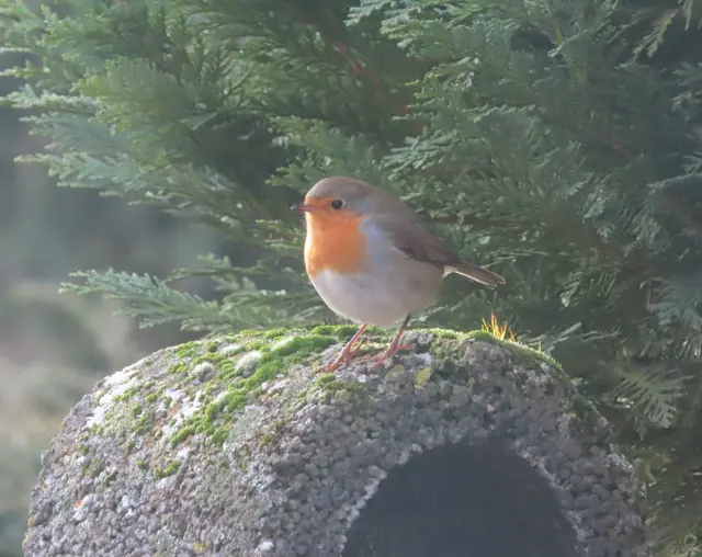 Ausschnitt aus dem Original-Foto. | Foto: M. A.