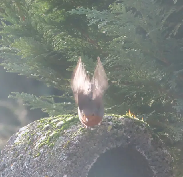 Ausschnitt aus dem Original-Foto. | Foto: M. A.