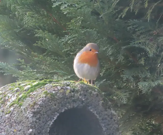 Ausschnitt aus dem Original-Foto. | Foto: M. A.