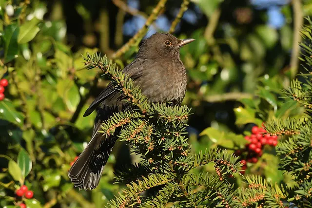 Foto: Copyright Andreas Schäfer