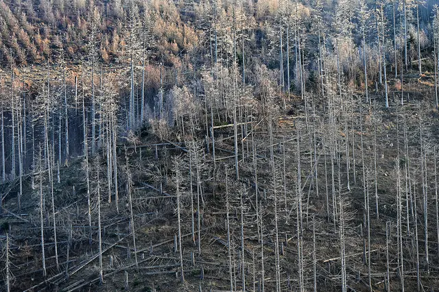 Schon auf den Weg hinauf bot die Natur tolle Anblicke, auch wenn die Bäume im Vordergrund bereits tot sind.