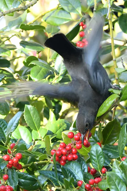 Foto: Copyright Andreas Schäfer