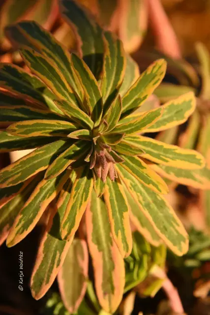 Garten im Jahreslauf (Foto: Katja Woidtke)

Formen, Farben und Frost im Dezember - Wolfsmilch in der Wintersonne | Foto: Katja Woidtke