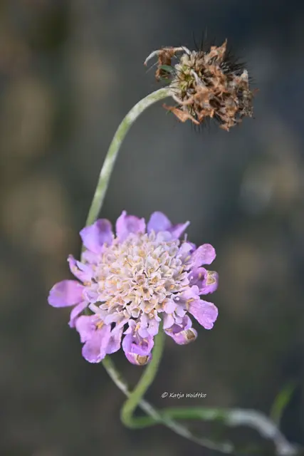 Garten im Jahreslauf (Foto: Katja Woidtke)

Formen, Farben und Frost im Dezember - Skabiose (Scabiosa) | Foto: Katja Woidtke