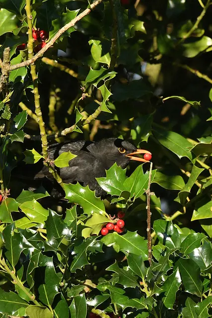 Foto: Copyright Andreas Schäfer