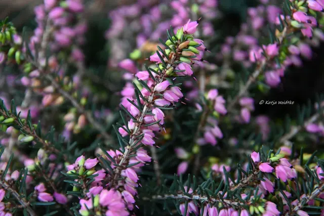 Garten im Jahreslauf (Foto: Katja Woidtke)

Formen, Farben und Frost im Dezember - Winterheide (Erica carnea) | Foto: Katja Woidtke