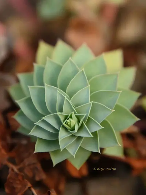 Garten im Jahreslauf (Foto: Katja Woidtke)

Formen, Farben und Frost im Dezember - Walzen-Wolfsmilch (Euphorbia myrsinites) | Foto: Katja Woidtke