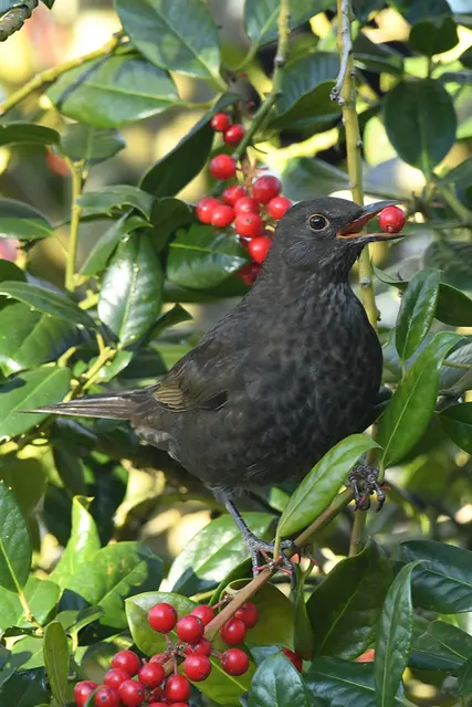 Foto: Copyright Andreas Schäfer