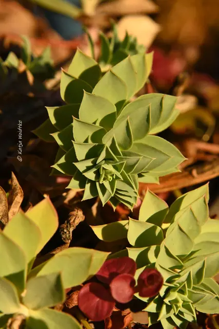 Garten im Jahreslauf (Foto: Katja Woidtke)

Formen, Farben und Frost im Dezember - Walzen-Wolfsmilch (Euphorbia myrsinites) | Foto: Katja Woidtke