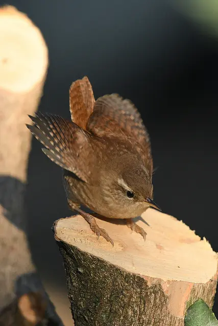 Foto: Copyright Andreas Schäfer