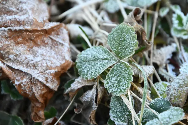 Garten im Jahreslauf (Foto: Katja Woidtke)

Formen, Farben und Frost im Dezember  | Foto: Katja Woidtke