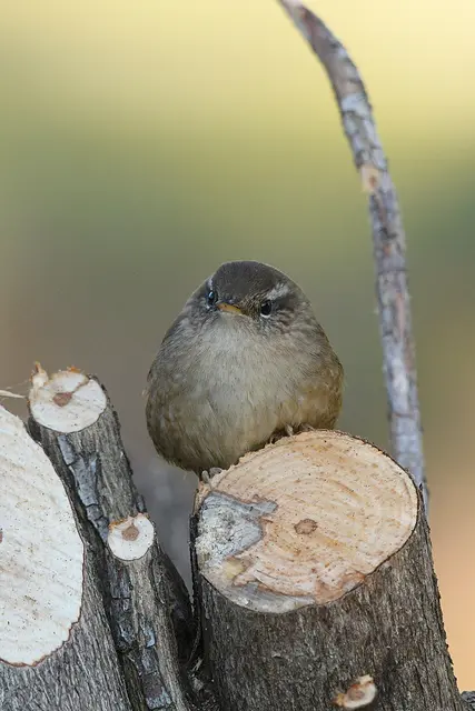 Foto: Copyright Andreas Schäfer